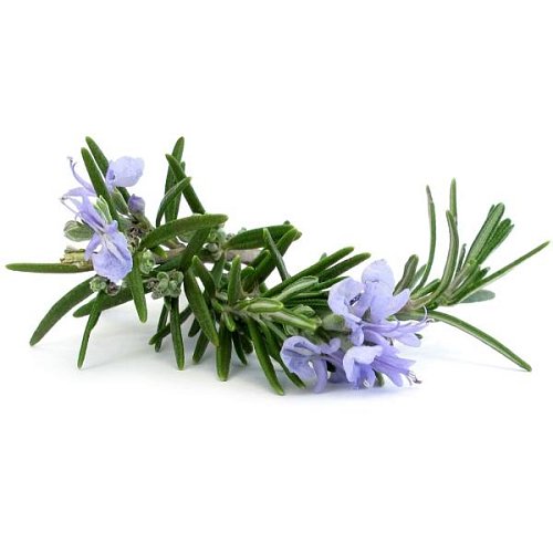 Эфирное масло Розмарин Rosmarinus officinalis
