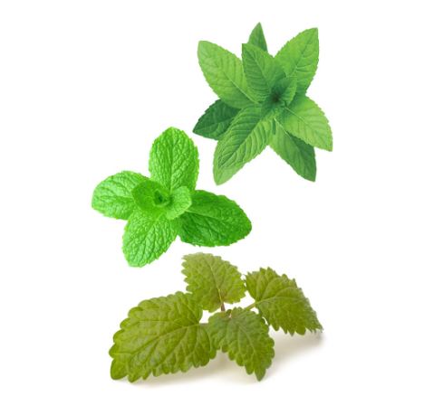 Смесь эфирных масел мяты SuperMint