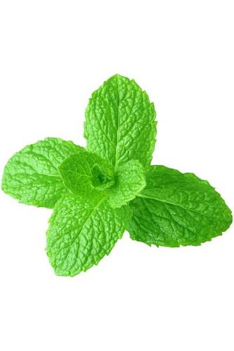 Эфирное масло Мята перечная Mentha piperita