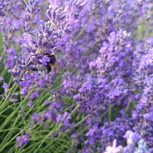 Эфирное масло Лаванда Lavandula angustifolia