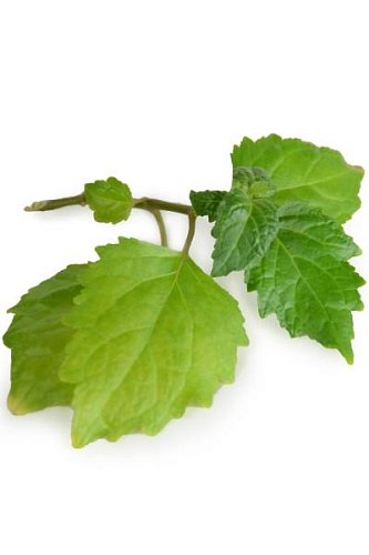 Эфирное масло Пачули Pogostemon cablin