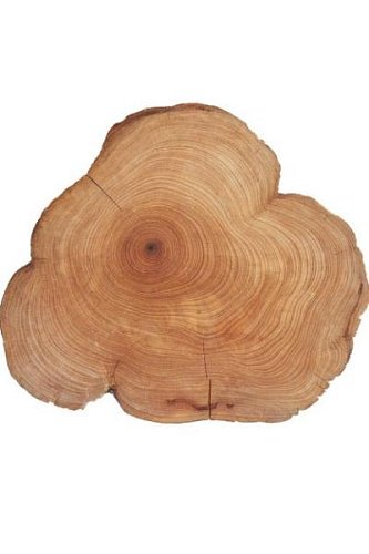 Эфирное масло Кедр Juniperus virginiana