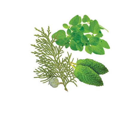 Смесь масел dо̄TERRA ATT® Massage Blend