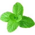 Эфирное масло Садовая мята Mentha spicata