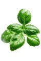 Эфирное масло Базилик  Ocimum basilicum
